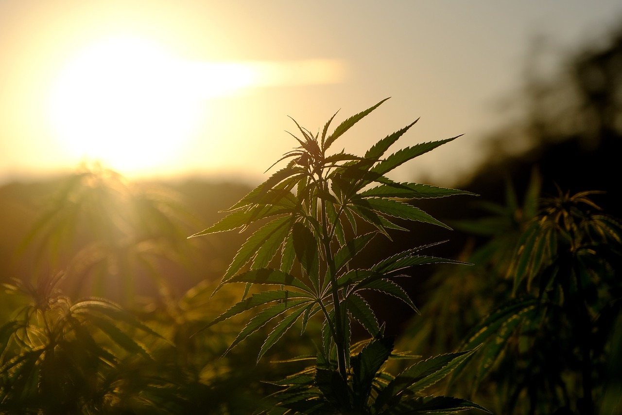 hemp-g1882710df_1280